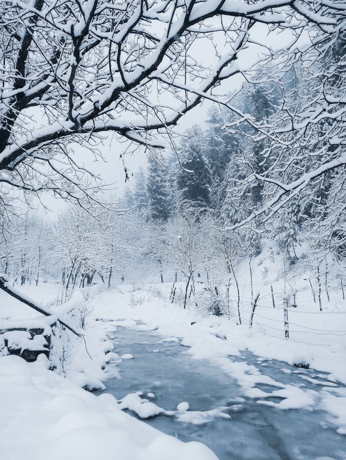 Serene winter landscape of a snow-laden forest and icy stream in Satura.